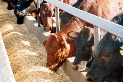 Feed Barley
