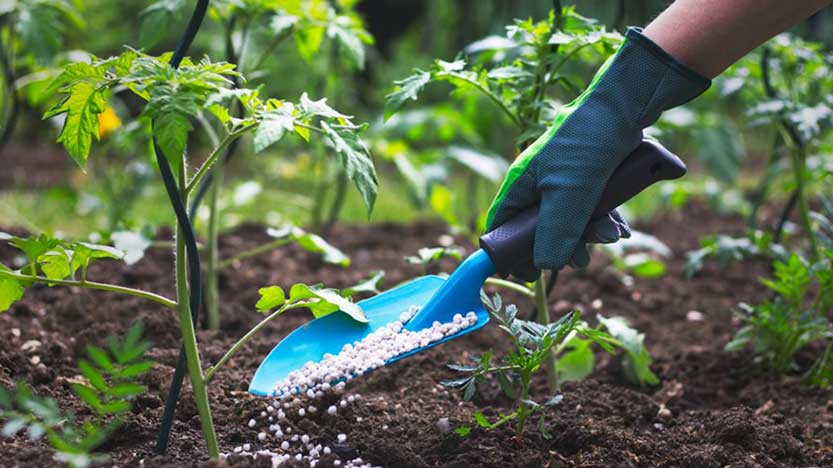 India fertilizer