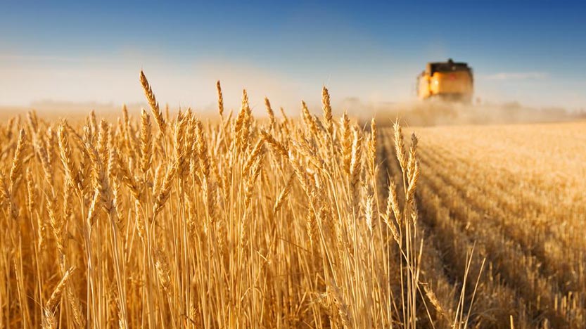Iran’s grain production volume hits about 21mn tons this year